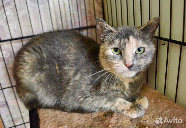 Дунечка - скромница ищет дом