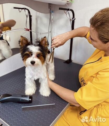 Груминг, стрижка собак