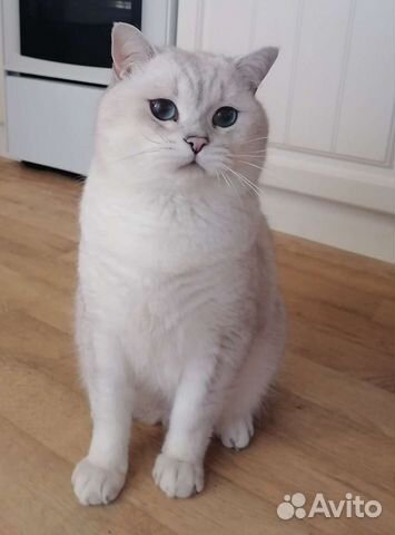 Вязка кот британская серебристая шиншилла