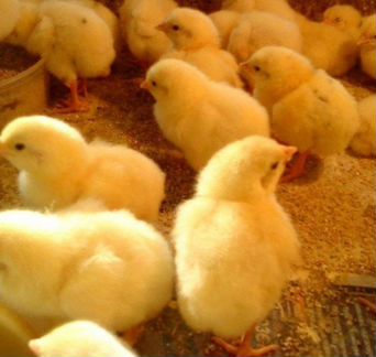 Цыплята бройлеры Кобб 500 и Росс 308
