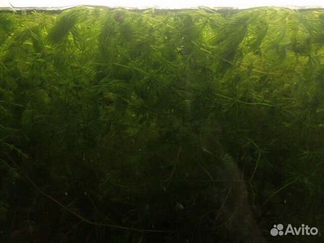 Роголистник, Ряска, креветки, нематода