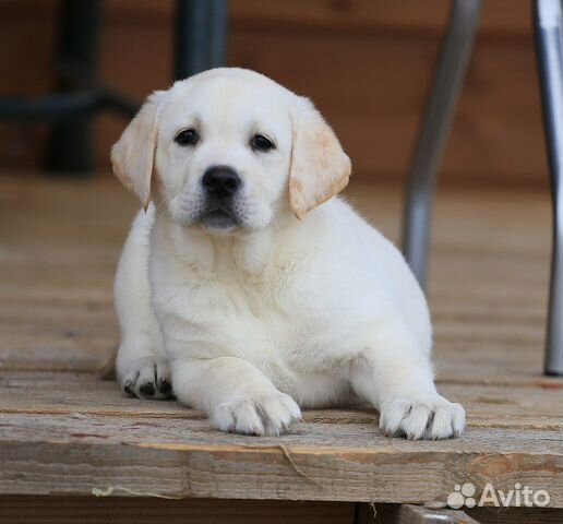 Лабрадора щенки от чемпионов