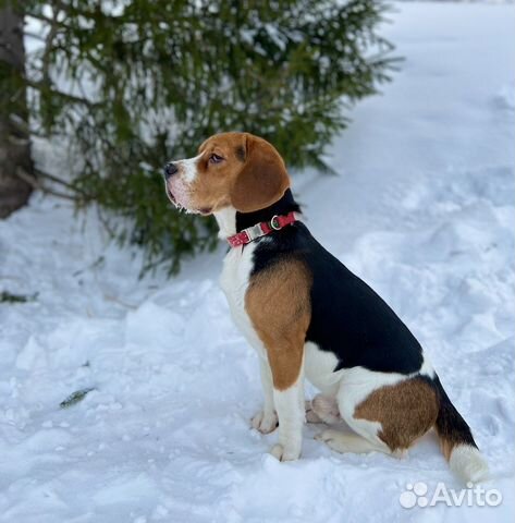 Вязка кобель бигль