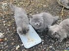 Продажа кошек и котят породы Невская маскарадная объявление продам