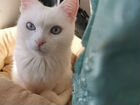 Квартирная Индивидуальная передержка кошек объявление продам