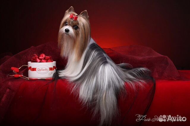 Кобель Бивера для вязки