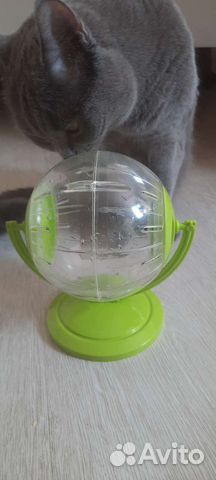 Прогулочный шар для грызунов