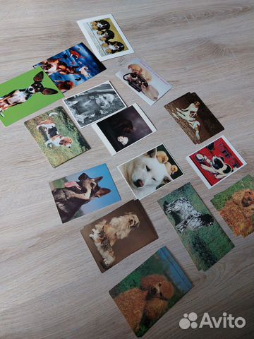 Карточки собаки