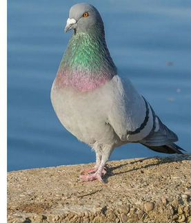 Голубиный помёт