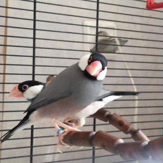 Амадины разные