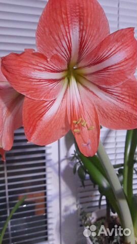 Гиппиаструм