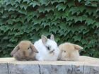 Кролики mini ручные и красивые. Срочная Доставка объявление продам
