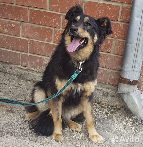 Кайли - стерильная, привитая собака в дар