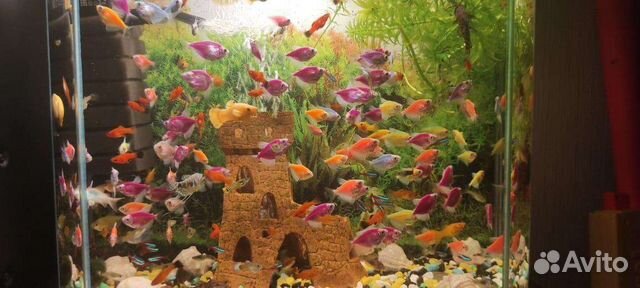 Аквариумные рыбки