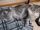 Сибирские котята 2,5 месяца продаются объявление продам