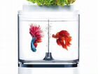 Аквариум Descriptive Geometry C300 Mini Fish Tank объявление продам