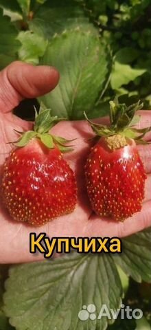 Рассада клубники