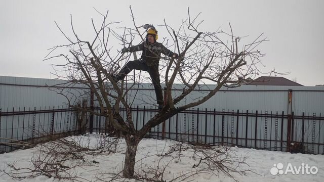 Обрезка плодовых деревьев воронеж. Формировка испанский куст. Формировка черешни испанский куст. Формировка кроны черешни испанский куст. Формировка черешни KGB.