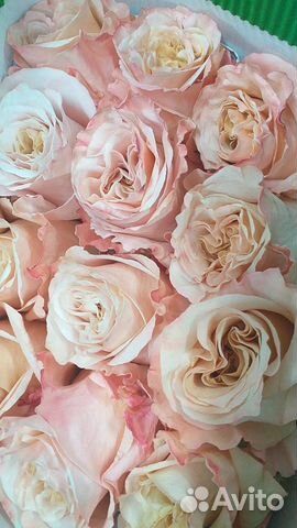 Розы Голландия. Импортные розы