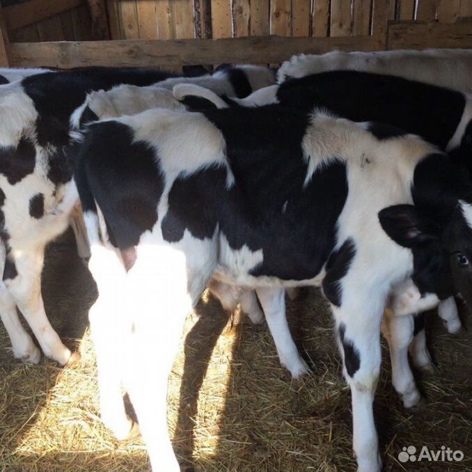 Рел лайка. Авито пугачева животных. Королевский сирийский хомяк. Телки. Пугачев с кошками.