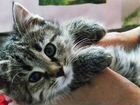 Серый полосатый котенок – девочка