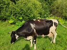 Корова стельная дойная объявление продам