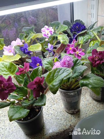 Сортовые фиалки цветущие, листы и детки