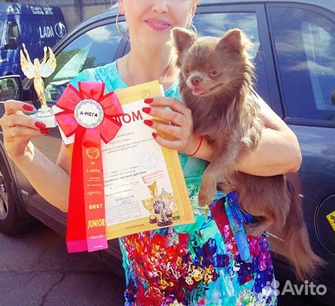 Чихуахуа для вязки