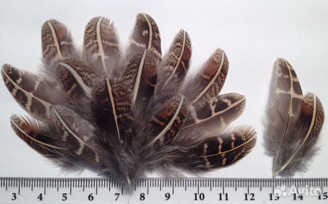 Перо куропатки и др