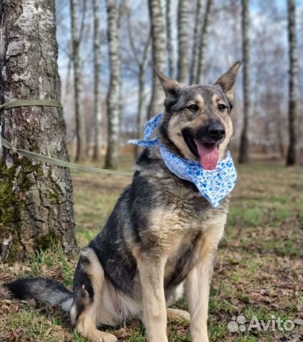 Ариэль угасает в приюте