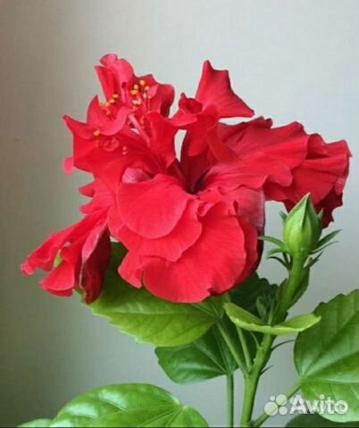 Цветущие комнатные растения