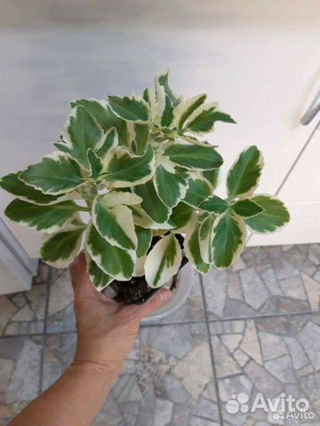 Комнатные растения