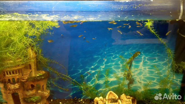 Рыбки Гуппи Эндлера