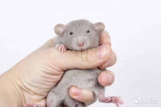 Декоративная крыса дамбо