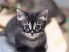 Коротколапые котята манчкин