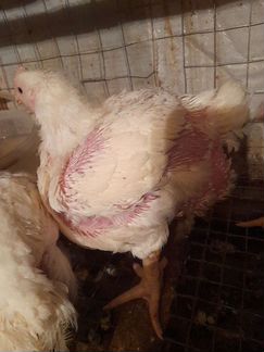 Бройлерные цыплята Кобб500, Арбор