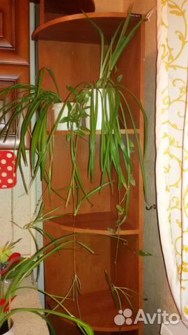 Полка угловая дсп