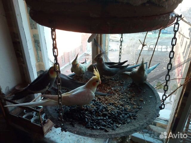 Попугаи Корелла