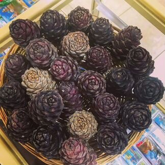 Шишка кедровая