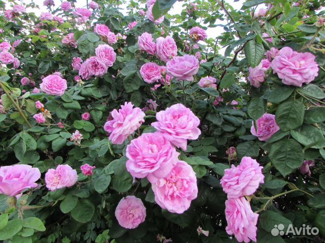 Роза чайная