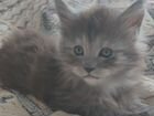 Котята Мейн-кун ищут добрых и заботливых хозяев объявление продам