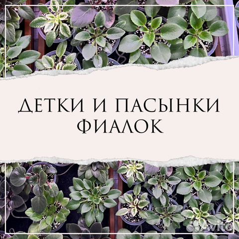 Домашние растения цветы