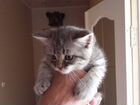 Мраморные котята в добрые руки бесплатно объявление продам