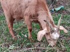 Козлята,козочки и взрослые козлы Камори-Нубийцы объявление продам