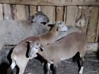 Бараны, овцы, ярочки, Катумской породы объявление продам