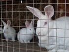 Кролики белый и серый великан 4 месяца