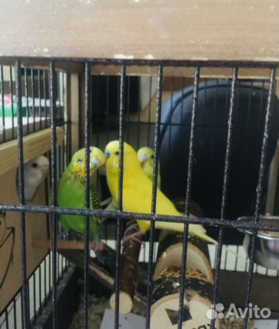 Волнистые попугаи (птенцы)