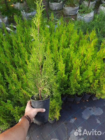Туя Смарагд 60-80 см