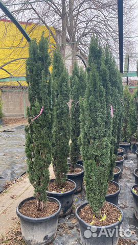 Тис шар,ягодный фастигиат,хилли,хикси,репандерс