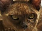 Бурманские котята, кот с документами